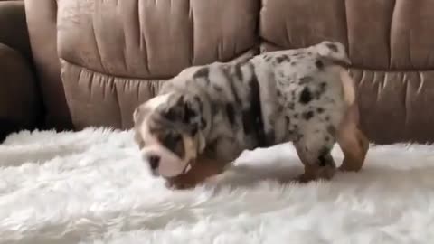 A puppy playing on the sofa