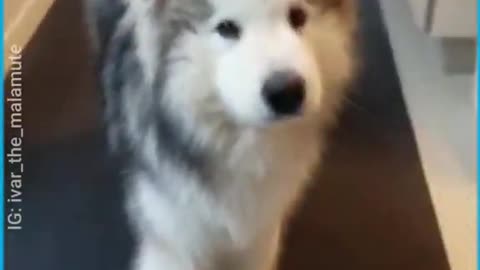 Fluffy Malamute Sings Awoo Songs