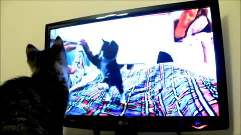 Cute Kitten vs Monitor