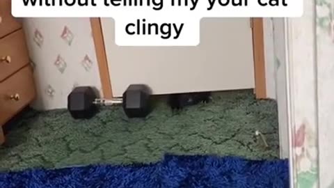 Clingy cat