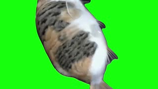 Cat Fish | Green Screen