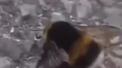 MUST WATCH: The Twerking Bee😂😂😂💔