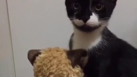 Funny Tuxedo Cat