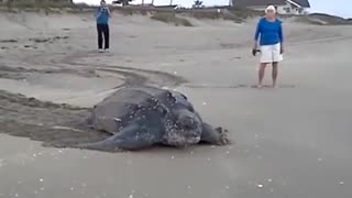 Largest Sea Turtle | Rare Species