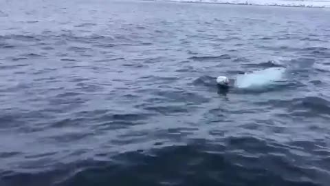 This man is playing fetch with a Beluga Whale. This is INCREDIBLE.