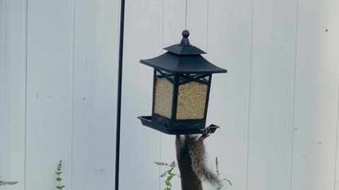 Cirque Du Squirrel