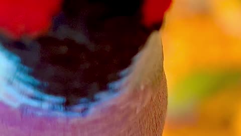 Close Up video of gouldian fonch rainbow colours Birds