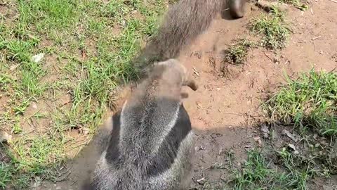 anteaters