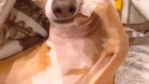 Best funny animal videos of 2022,try not to laugh