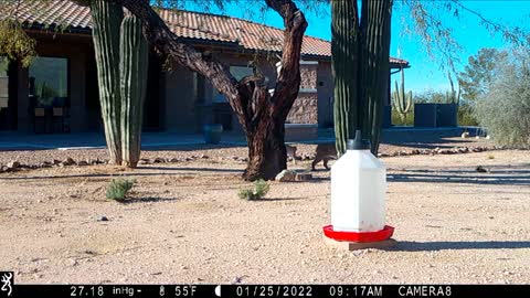 January 2022 Trail Camera Tucson, AZ