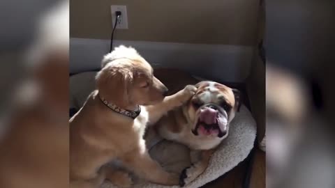 💥The Funniest Bulldog And Cutest French Bulldog😅😜of July | Funny Animal Videos💥👌