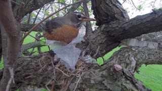 A Robin Building a Nest