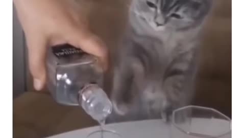 😸😺🥃