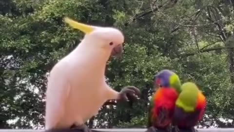Parrote love