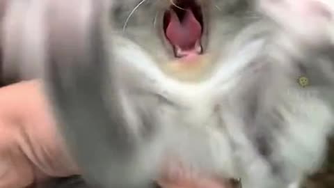 Cat's video
