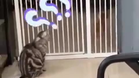 Funny cat in style