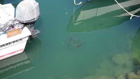 Los Cabos Dock Fish….