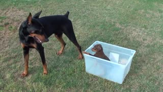 puppy in a box