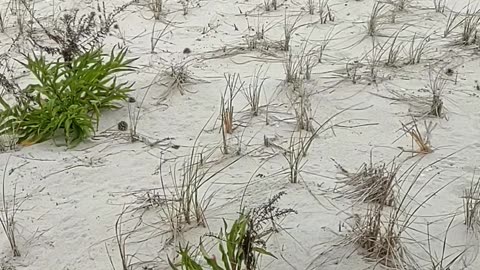 Windy Sand Dunes 🏝️ at the Beach~