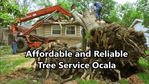 Affordable and Reliable Tree Service Ocala