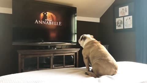 Bull dog's reaction to the trailer on nun