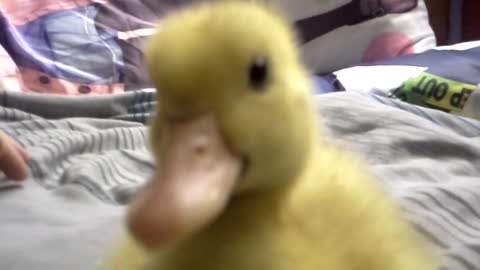 Baby duck doesn't like the camera