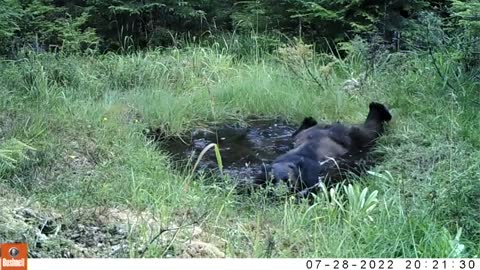 Bear Bath, July 24-August 8