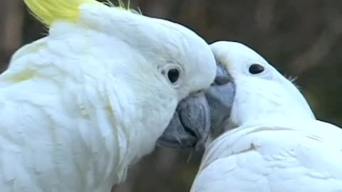 Parrots love