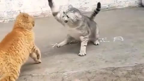 Cat fight 👑 😍 🐱💥🐱🎇#animals #funnyvideo