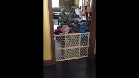 Cat jumps over baby gate while playing fetch
