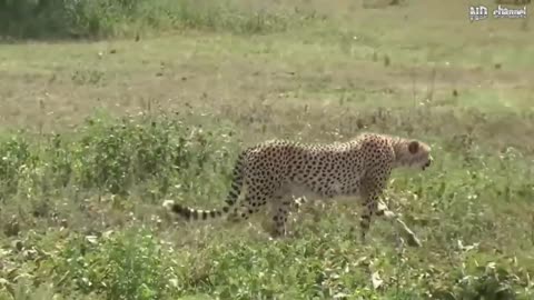 Elephant of the God, power of mother animals wildebeest protect new baby born elephant