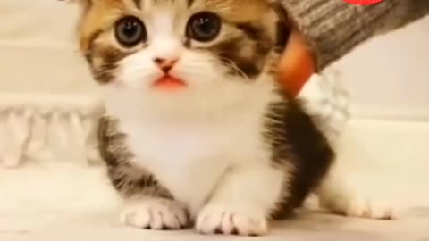 😻😹"Joyful Kitten's Cuteness Overload"😹😻