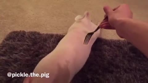 Cerdo miniatura asume graciosamente la posición para que le rasquen la panza