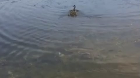 Orphaned ducklings instantly adopted returning to home pond ❤️
