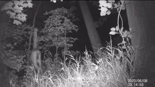 Jack's Trail Camera -- Episode 72 #shorts