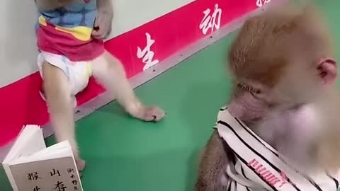 Cute monkey videos baby 😍 Funny Monkey Baby 😍 Newborn Monkey Baby