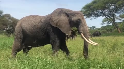 Elephant eating grass viral video