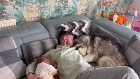 Sad Jealous Husky Thinks She’s Dads Baby Too!😭. [CUTEST VIDEO EVER!]