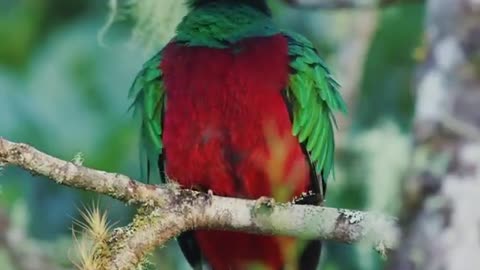 The “glittering quetzal” is competing for the title of the most beautiful bird in the world,