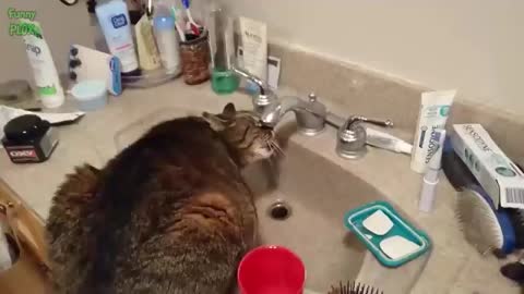 CAT DRINKING WATER
