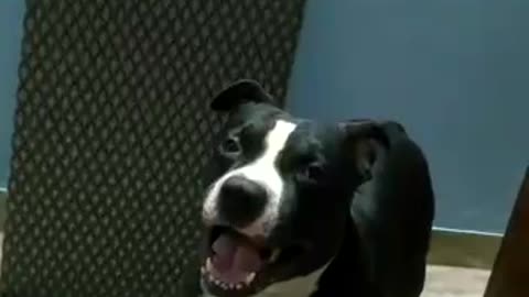 WATCH THIS CUTE PITBULL TRYING TO SING.AMAGING!!!!