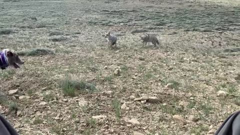 Decoy Doggin with Wyoming Predator Hunts