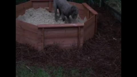 Pups new sandbox!