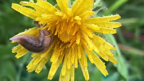 Dandelion with slug