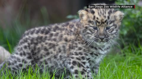 San Diego Zoo welcomes critically endangered Amur leopard twins