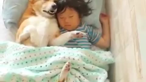 Watch this dog copying his owner when sleeping/funny moments