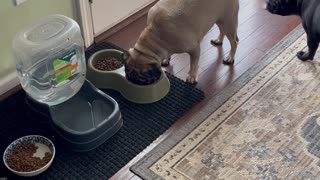 Pugs Take Turns Eating Out of Bowl