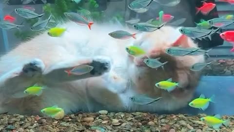 "Feline Friends: The Curious Connection Between Cats and Fish"