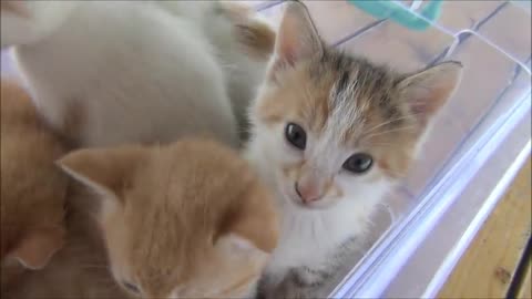 Kittens meowing (too much cuteness)