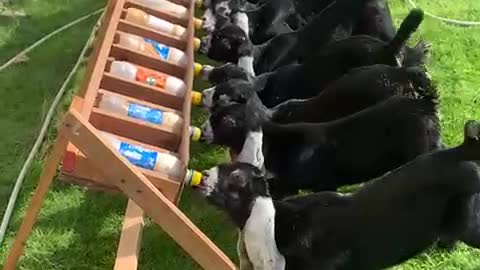 Feeding small goats.